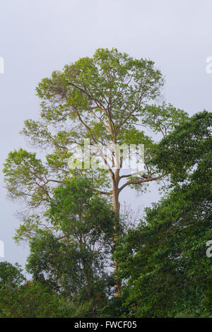 170 million years old primarily virgin tropical rainforest of the Royal Belum State Park in Perak, Malaysia. Stock Photo