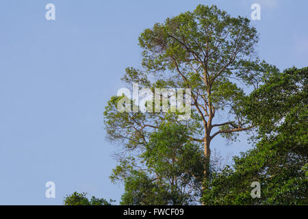 170 million years old primarily virgin tropical rainforest of the Royal Belum State Park in Perak, Malaysia. Stock Photo