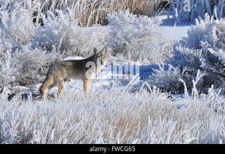 A Coyote searches for food among reeds covered in hoar frost during winter at Seedskadee National Wildlife Refuge December 29, 2013 in Sweetwater County, Wyoming. Stock Photo