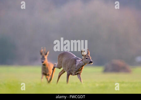 Roe buck chasing female roe Stock Photo