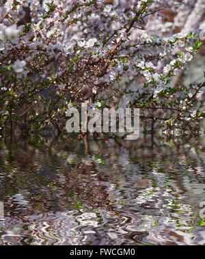 Bird-cherry tree flowers against the blue sky with water reflection, natural floral background Stock Photo