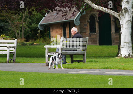 Valley Gardens, Harrogate, Yorkshire, England - one elderly man relaxing, sitting on a park bench, his Spaniel dog staring at the camera. Stock Photo