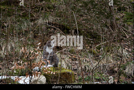 Cat in the forest Stock Photo