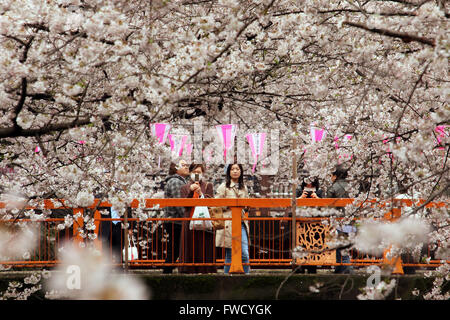 Tokyo, Japan. 4th Apr, 2016. People admire fully bloomed cherry blossoms wheeping over the Meguro River from a bridge in Tokyo on Monday, April 4, 2016. Credit:  Yoshio Tsunoda/AFLO/Alamy Live News Stock Photo