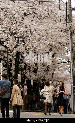 Tokyo, Japan. 4th Apr, 2016. People stroll under fully bloomed cherry blossoms on a promenade along side of the Meguro River in Tokyo on Monday, April 4, 2016. Credit:  Yoshio Tsunoda/AFLO/Alamy Live News Stock Photo