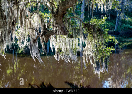 Spanish moss (Tillandsia usneoides) growing on live oak trees at Middleton Place, Charleston, South Carolina, USA Stock Photo