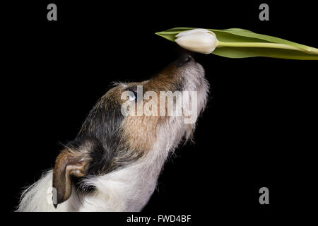 dog sniffing white tulip on black background Stock Photo