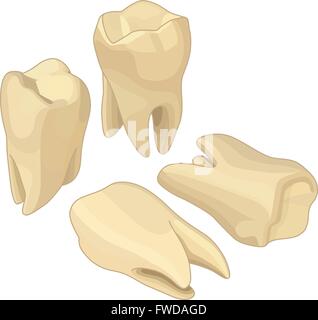Human teeth isometric flat vector Stock Vector
