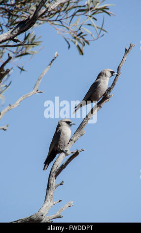 Black faced woodswallows Artamus cinereus in central queensland australia Stock Photo