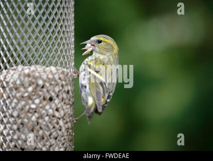 Female Eurasian siskin (Carduelis spinus) on a sunflower seed birdfeeder in a garden in Surrey, southern England, UK Stock Photo