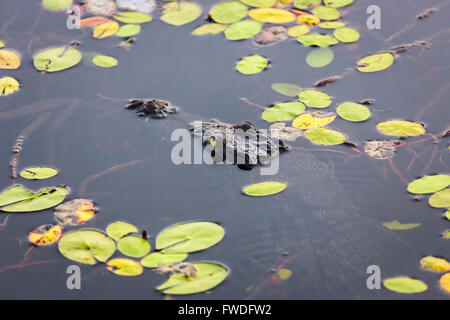 Predators: Crocodile with green eye lurking in water by lily pads, Nxabega Concession, Okavango Delta, Kalahari, northern Botswana, southern Africa Stock Photo