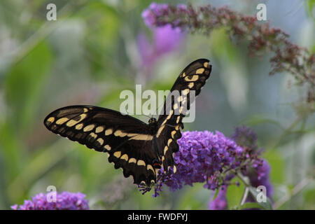 Giant Swallowtail Butterfly feeding on Buddleia bush, also known as Butterfly bush in Connecticut Stock Photo