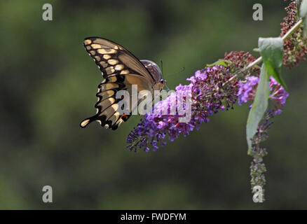 Giant Swallowtail Butterfly feeding on Buddleia bush, also known as Butterfly bush Stock Photo