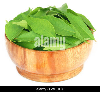 Curry Leaves in a wooden bowl over white background Stock Photo