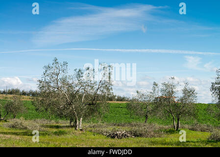 olives tree, Tuscany, Italy, EU, Europe Stock Photo