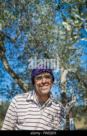 Farmer working on the olives tree, Tuscany, Italy, EU, Europe Stock Photo