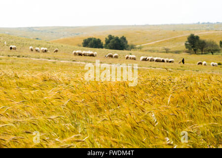Wind blows through a wheat field.  A herd of sheep in the background Photographed in Lachish region, Negev, Israel Stock Photo