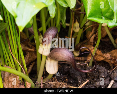 Arisarum proboscideum (Mouse Tail Plant) flowers Stock Photo