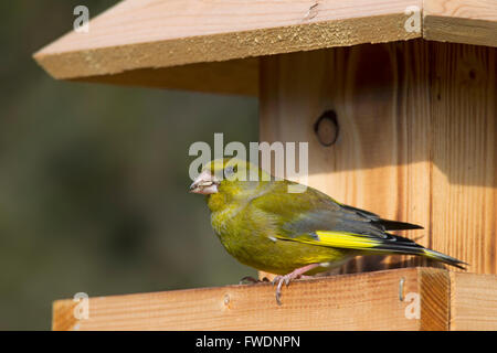 European greenfinch (Chloris chloris / Carduelis chloris) eating seed at garden bird feeder Stock Photo