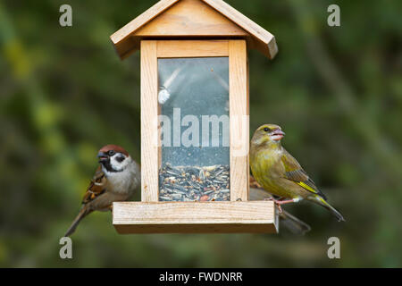 European greenfinch (Chloris chloris / Carduelis chloris) and tree sparrows (Passer montanus) feeding at garden bird feeder Stock Photo