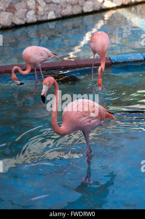 ABC Islands (Aruba,Bonaire and Curaçao) : Flamingos at the Curaçao Sea Aqurium Stock Photo