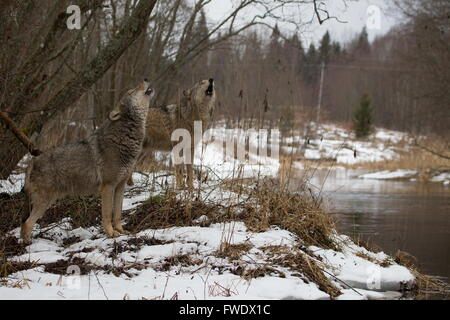 Howling wolves in the snow on the riverside quay, Belarus Stock Photo