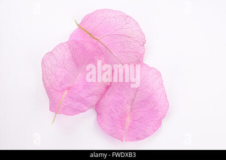 Three pink bourgainvillea petals on a white background Stock Photo