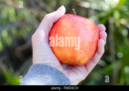 a hand holding a red apple against a garden green background outside Stock Photo
