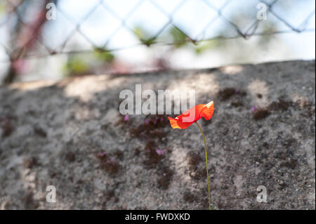 Typical Tuscany flowers near the Chianti area, Italy Stock Photo