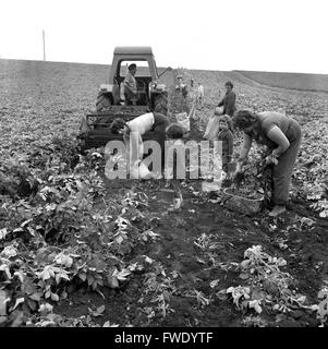 Women Potato picking harvesting Britain 1962 1960s children play while mothers work on farm. Stock Photo