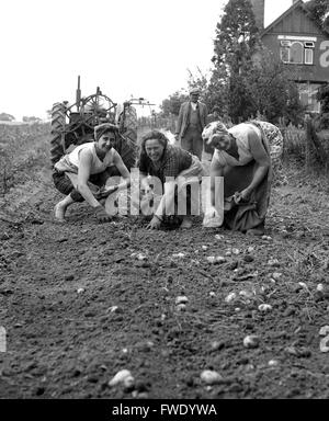 Women Potato picking harvesting Britain 1962 1960s picking potatoes Stock Photo