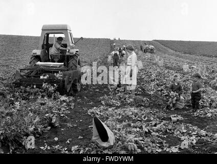 Women Potato picking harvesting Britain 1962 1960s children play while mothers work on farm. Stock Photo