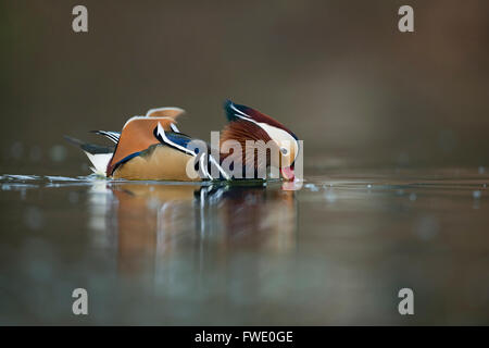 Mandarin Duck / Mandarinente ( Aix galericulata ), colorful drake in breeding dress, sips some water. Stock Photo