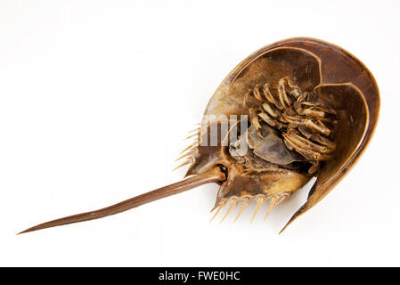 a large marine arthropod with a domed horseshoe-shaped shell, a long tail-spine, and ten legs. on isolated white background with Stock Photo