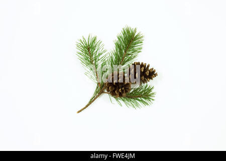 Cut pine branch with lush green needles and two large cones. Isolated on white. View from top. Stock Photo