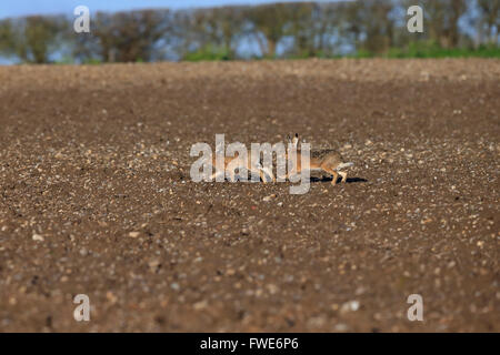 Brown Hare (Lepus europaeus) Hares Stock Photo