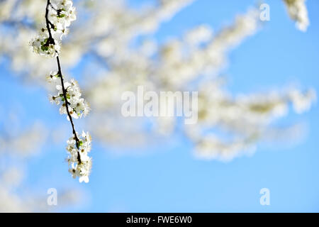Blooming white cherry flowers on a tree shot against beautiful sunset light Stock Photo