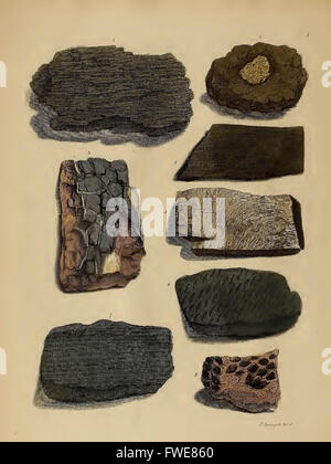 A pictorial atlas of fossil remains, consisting of coloured illustrations selected from Parkinson's 'Organic remains of a former