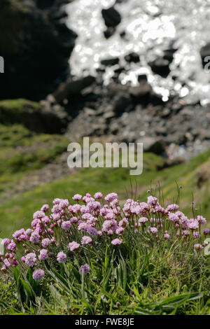 Pink sea Thrift overhangs the cliff side  near Gunwalloe, Cornwall Stock Photo