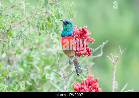 A male greater double-collared sunbird, Cinnyris afer, next to a flower Stock Photo