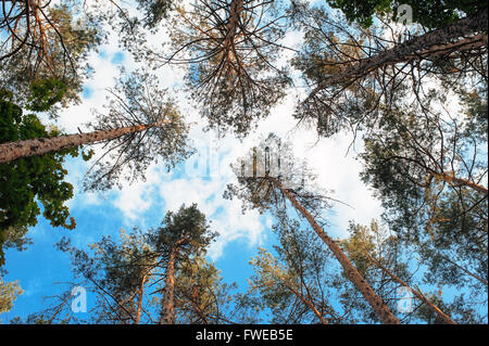 Tall pine tree tops against blue sky and white clouds Stock Photo - Alamy