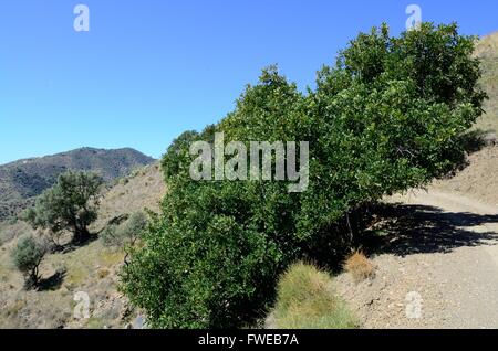 carob tree Ceratonia siliqua growing in Sierra Tejeda National Park Andalusia Spain Stock Photo