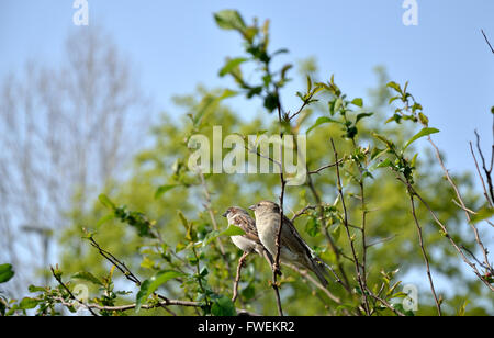 Two sparrows on top of bush branches Stock Photo