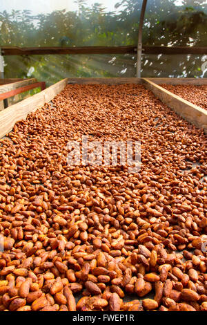 Cacao nibs have been stripped from their pods and husks and are now roasting in the sun on flats in a chocolate factory Hawaii. Stock Photo