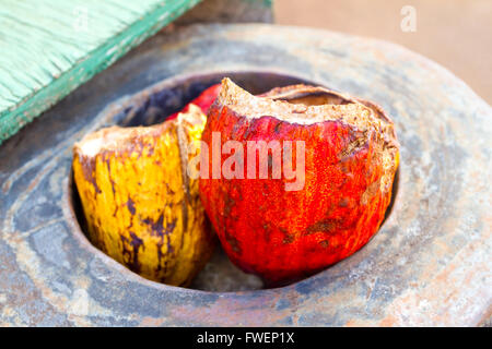 Red and yellow cacao pods have their husks and nibs removed at a chocolate factory in Hawaii. Stock Photo