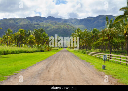 This farm grove of trees is a farming operation where coconuts are grown and harvested in Hawaii along the north shore of Oahu. Stock Photo