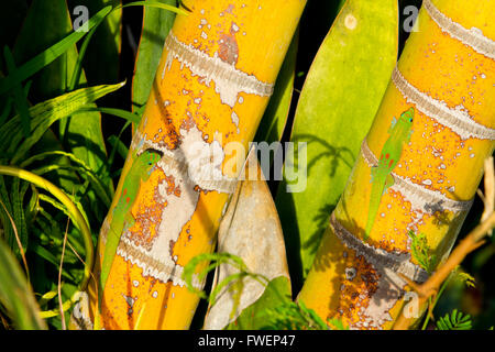 Two tropical lizard geckos in Hawaii are sun bathing and warming up on some bamboo plants. Stock Photo