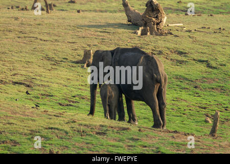 Asian elephant mother and child in green grass land