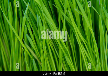 Green grass photographed from the side to show the stalks rising up in a unique abstract background texture. Stock Photo