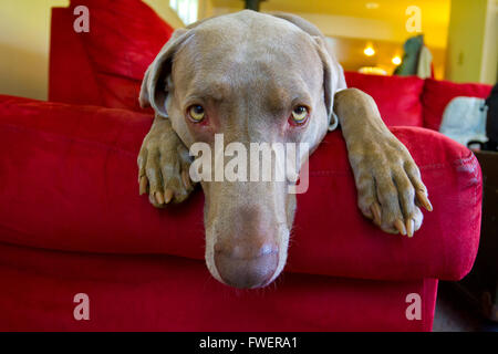 A beautiful grey weimaraner dog is relaxing on a bright red couch indoors. Stock Photo